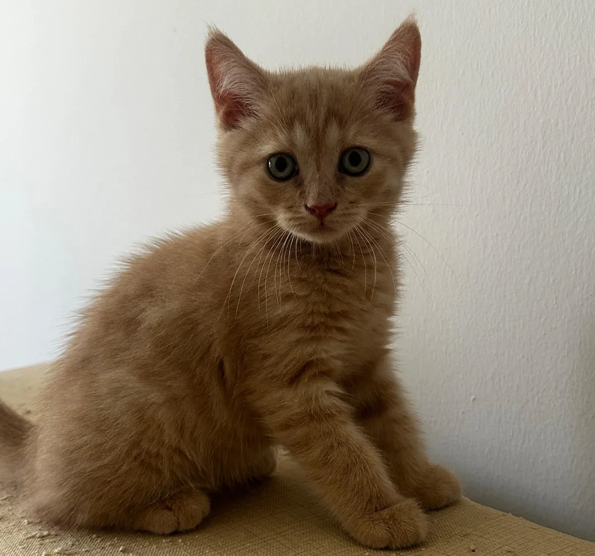 docile, lovable actor
