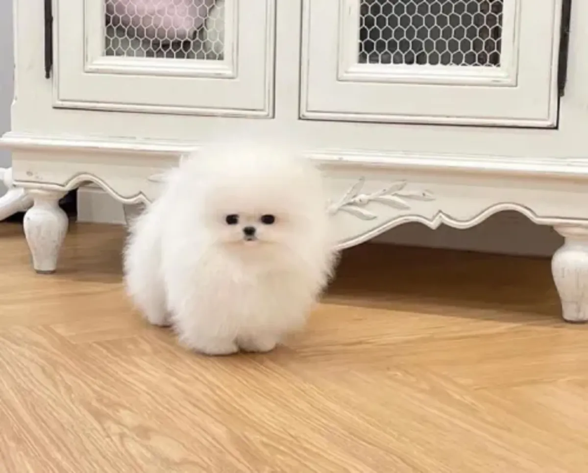 Hareketli bir ev ortamında büyümüş, sosyal becerileri gelişmiş bir Pomeranya köpeği.