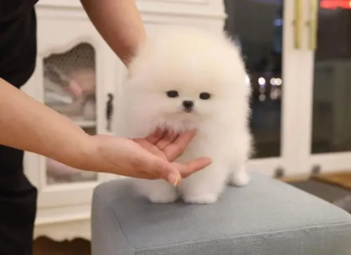 Hareketli bir ev ortamında büyümüş, sosyal becerileri gelişmiş bir Pomeranya köpeği.