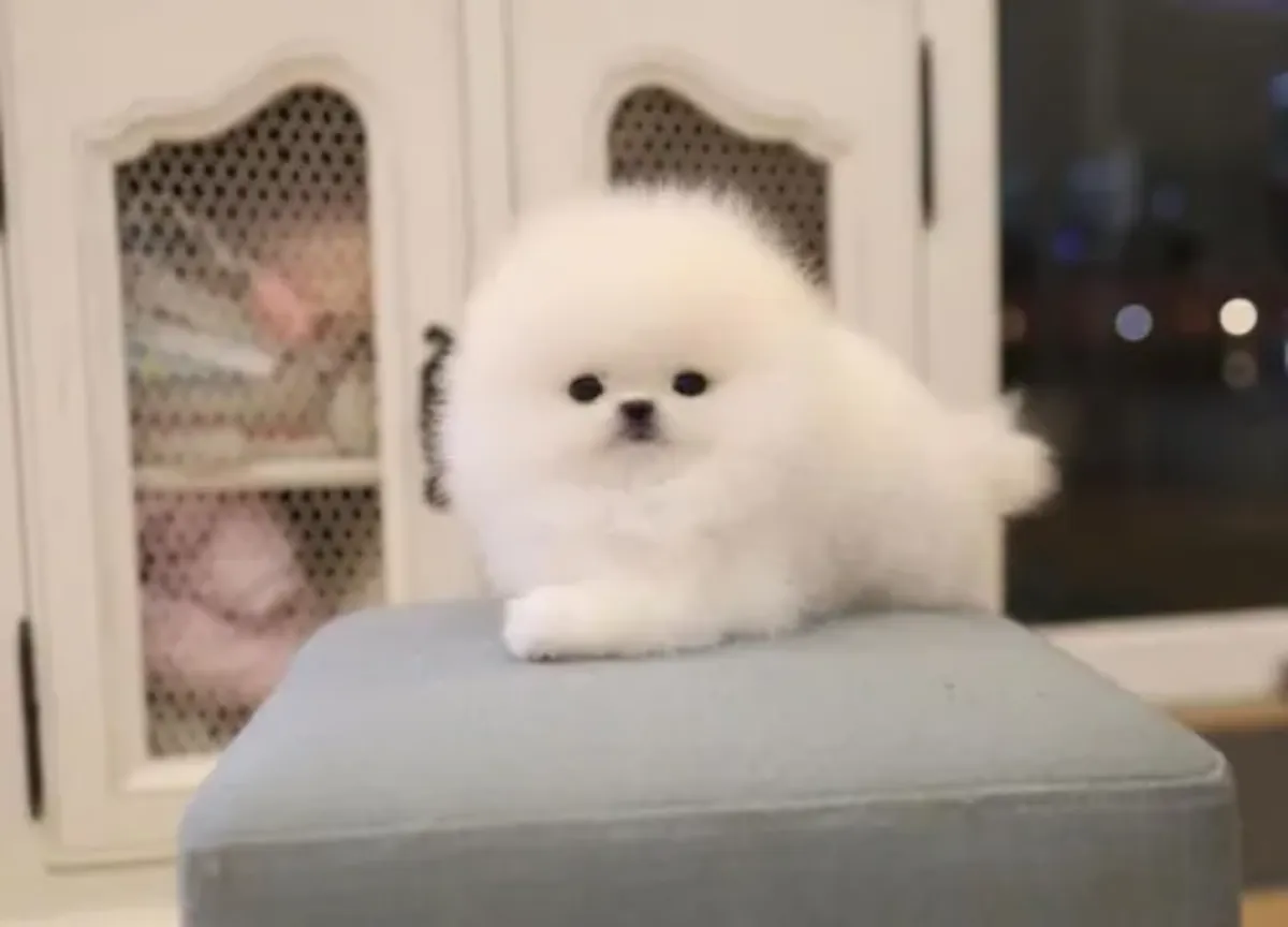 Hareketli bir ev ortamında büyümüş, sosyal becerileri gelişmiş bir Pomeranya köpeği.