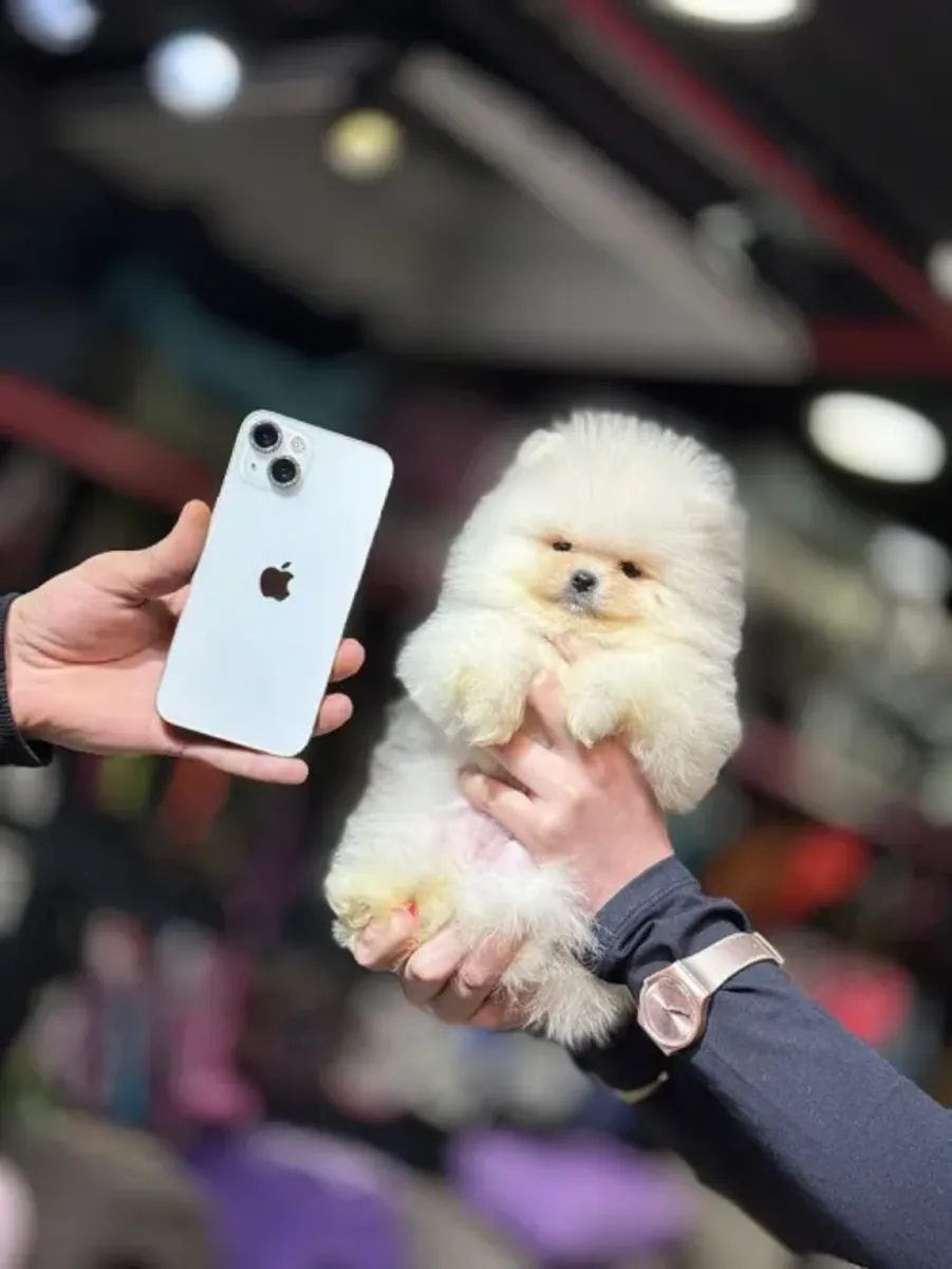 Ev ortamında büyümüş, sevimli bir mizaca sahip Pomeranya cinsi erkek köpek.