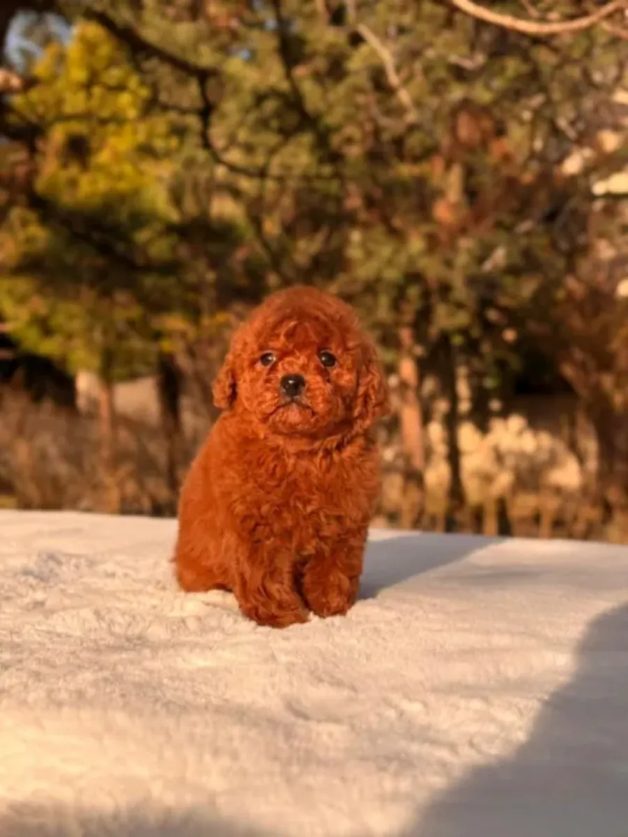 Akıllı Oyuncak Kaniş erkek çocuğu şimdiden büyük bir odaklanma gösteriyor.