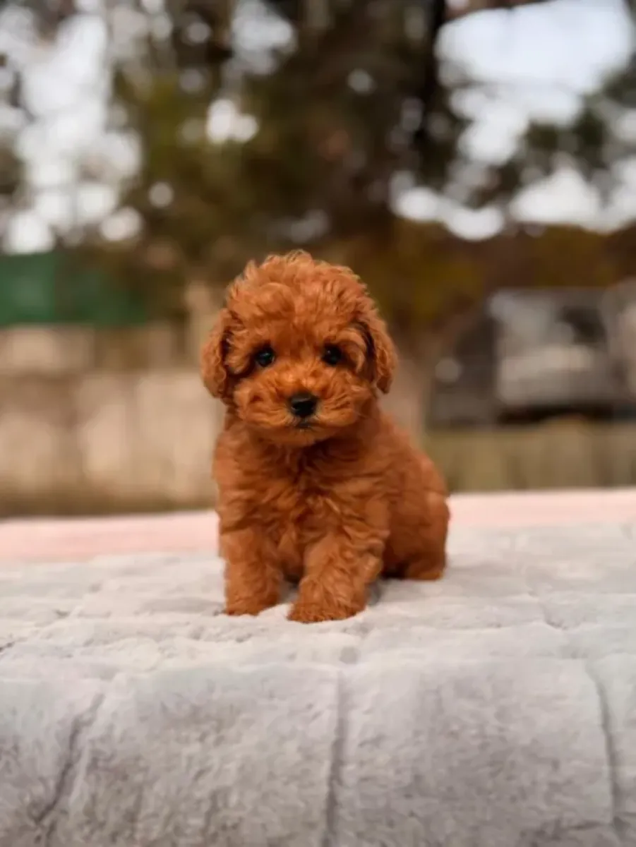 Akıllı Oyuncak Kaniş erkek çocuğu şimdiden büyük bir odaklanma gösteriyor.