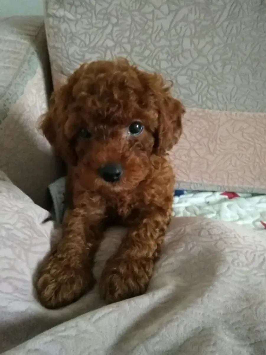 Çok tatlı bir karaktere sahip sevimli bir oyuncak kaniş kız.