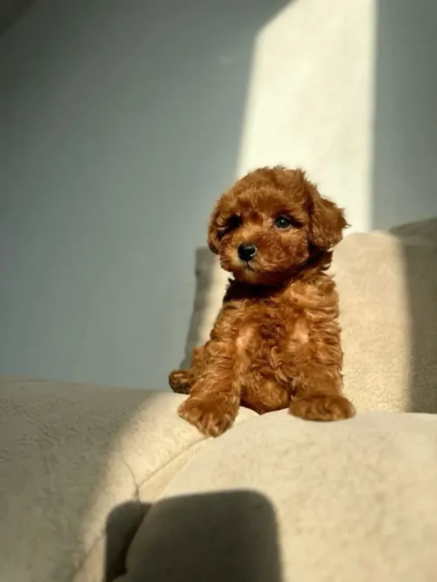 Çok tatlı bir karaktere sahip sevimli bir oyuncak kaniş kız.