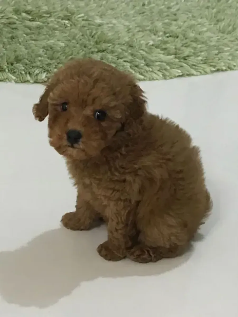 Çok tatlı bir karaktere sahip sevimli bir oyuncak kaniş kız.