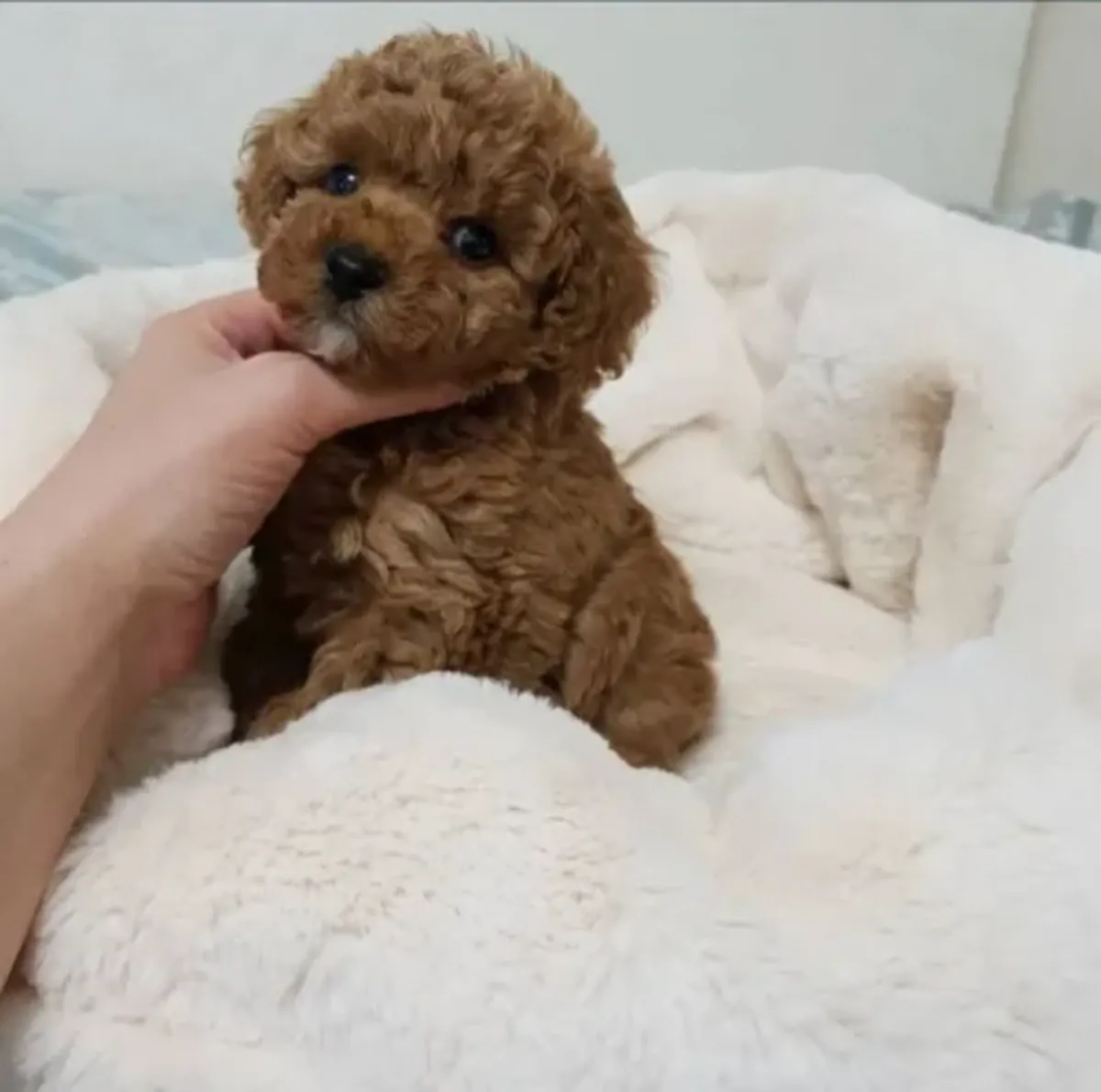 Çok tatlı bir karaktere sahip sevimli bir oyuncak kaniş kız.