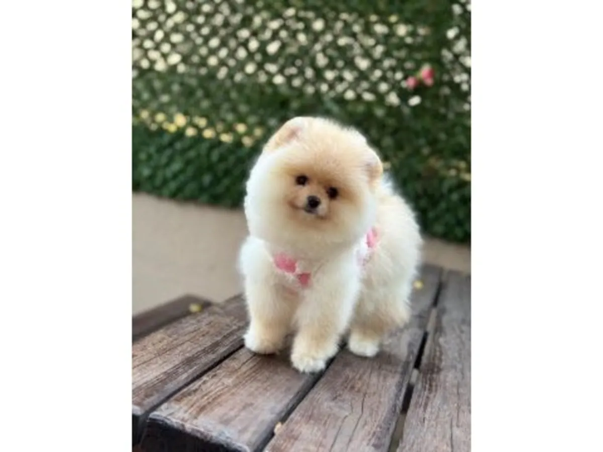 Ev ortamında büyüyen sağlıklı Pomeranian erkek yavru