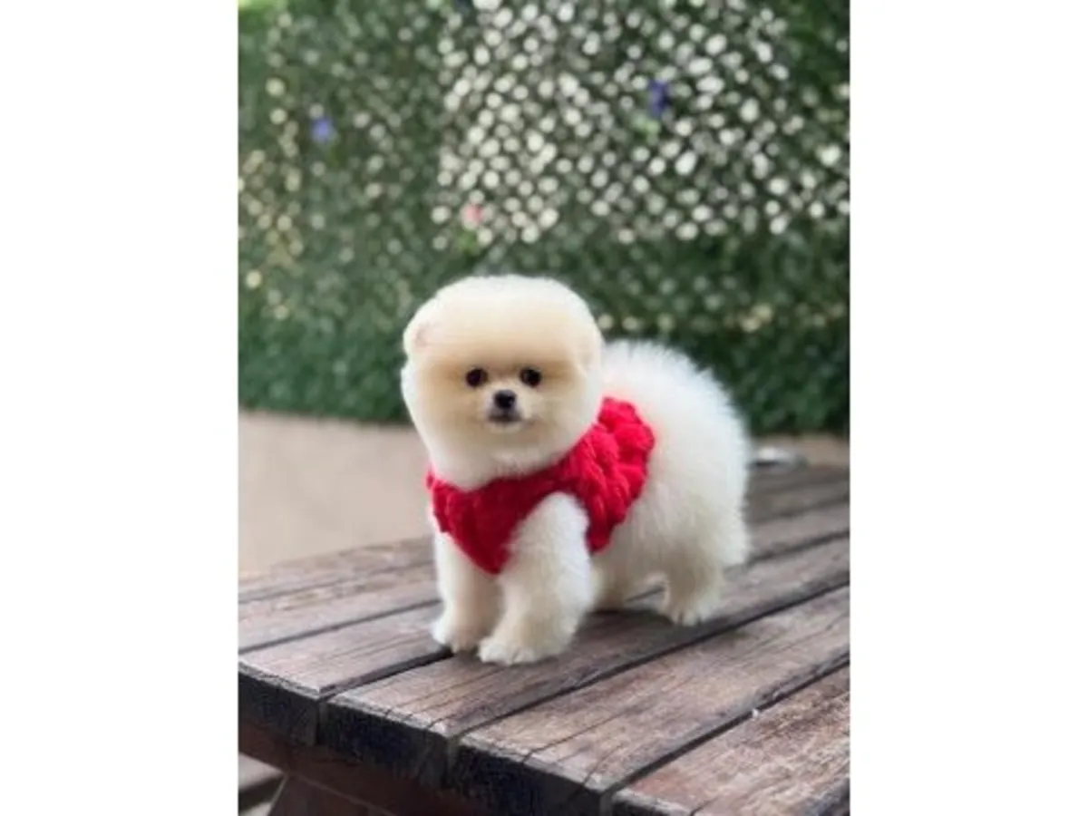 Uysal karakterli dişi Pomeranian yavru