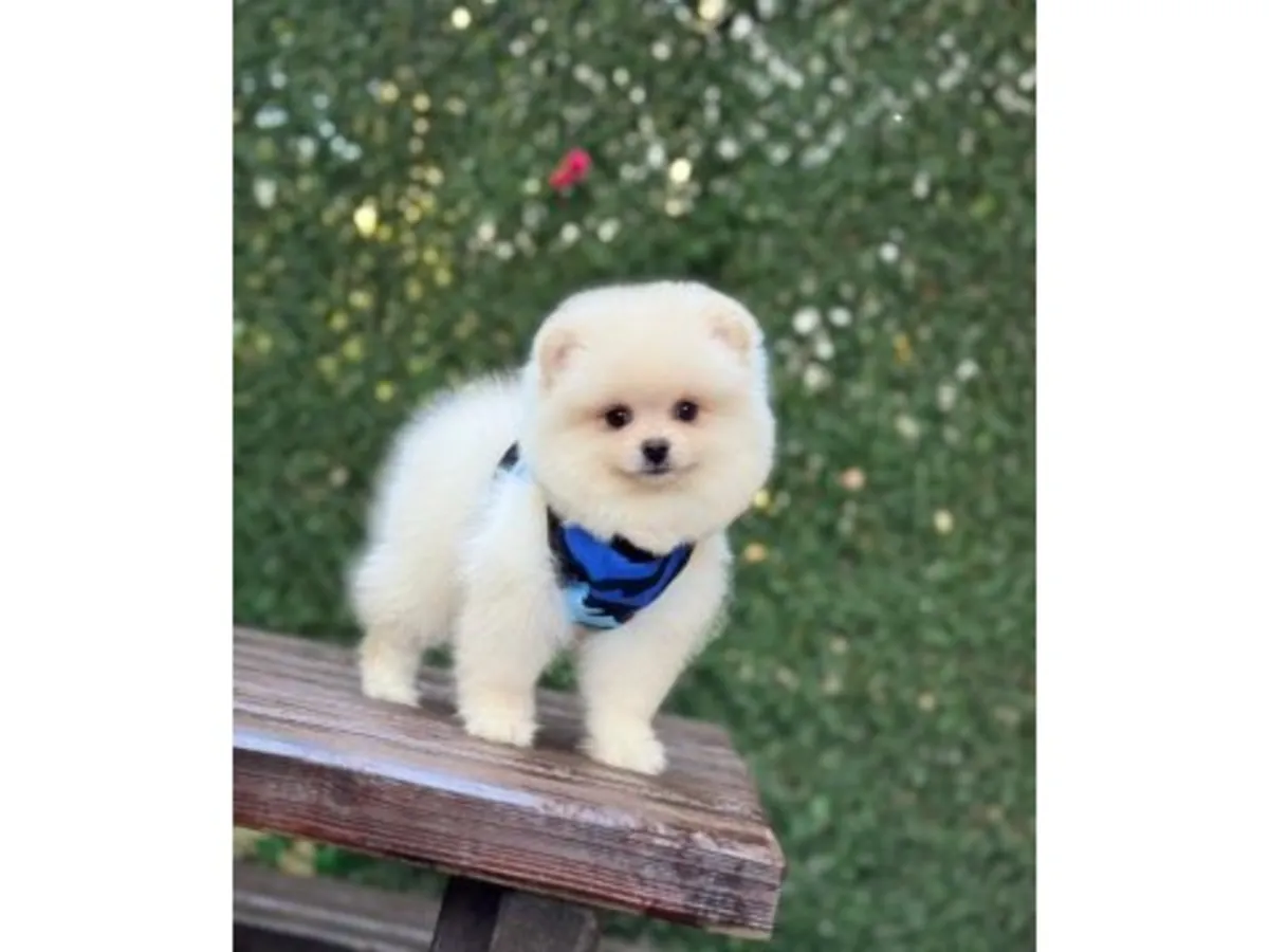 Uysal karakterli dişi Pomeranian yavru