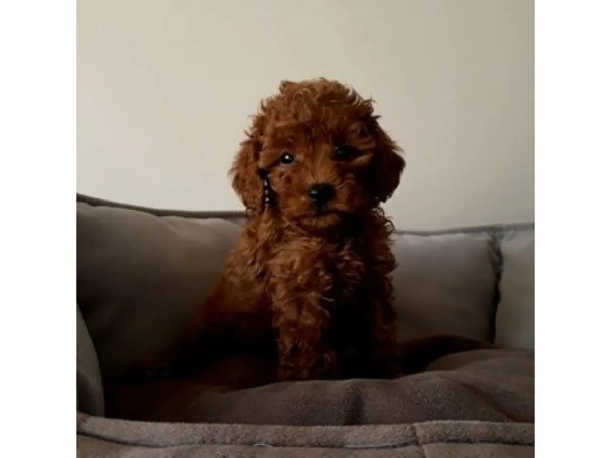 Zeki ve uyumlu Toy Poodle erkek yavru