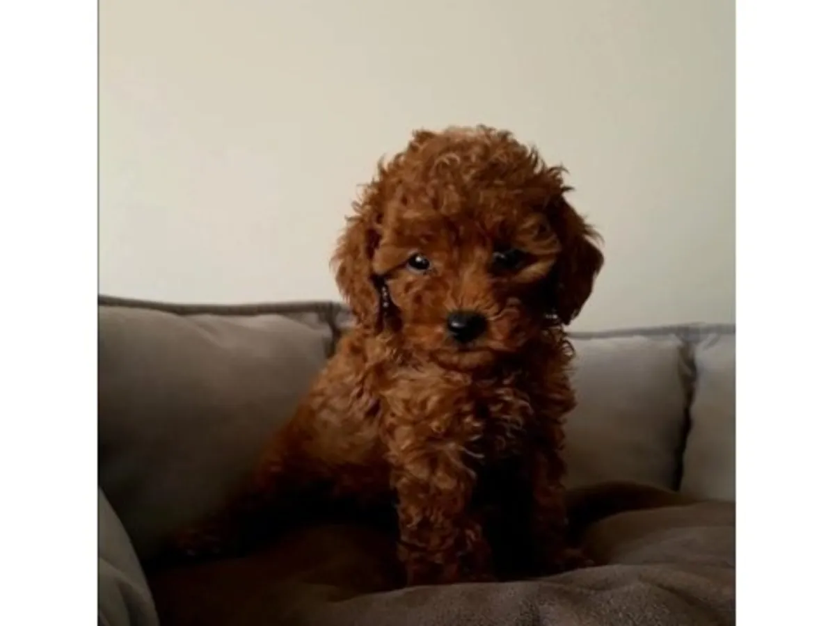 Zeki ve uyumlu Toy Poodle erkek yavru