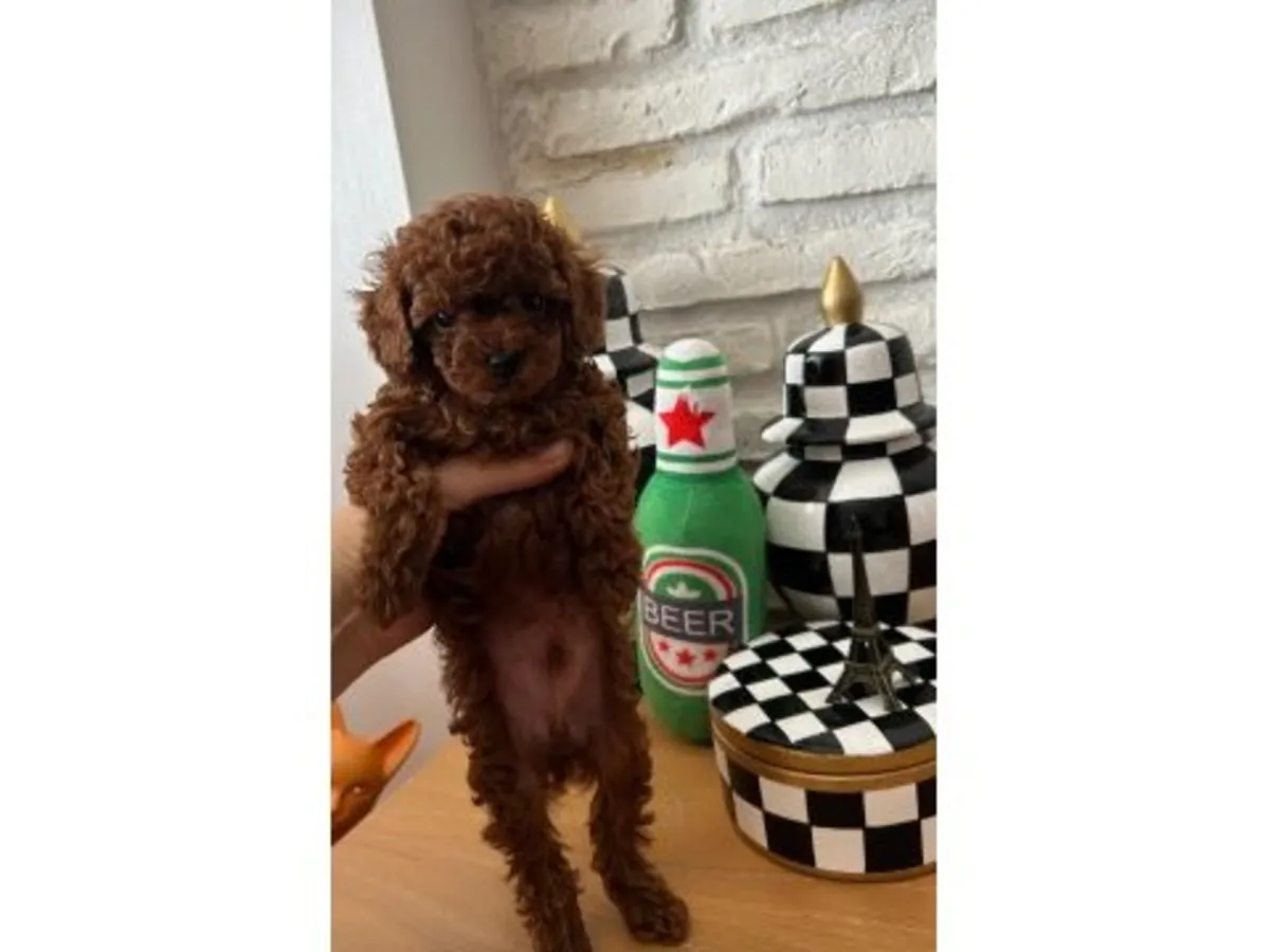 Sevecen karakterli Toy Poodle dişi yavru