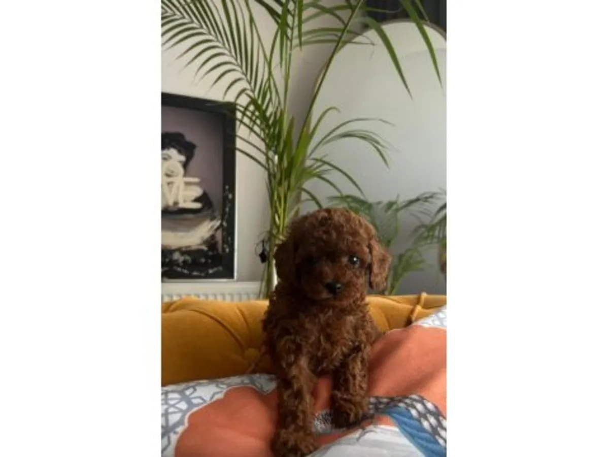 Sevecen karakterli Toy Poodle dişi yavru
