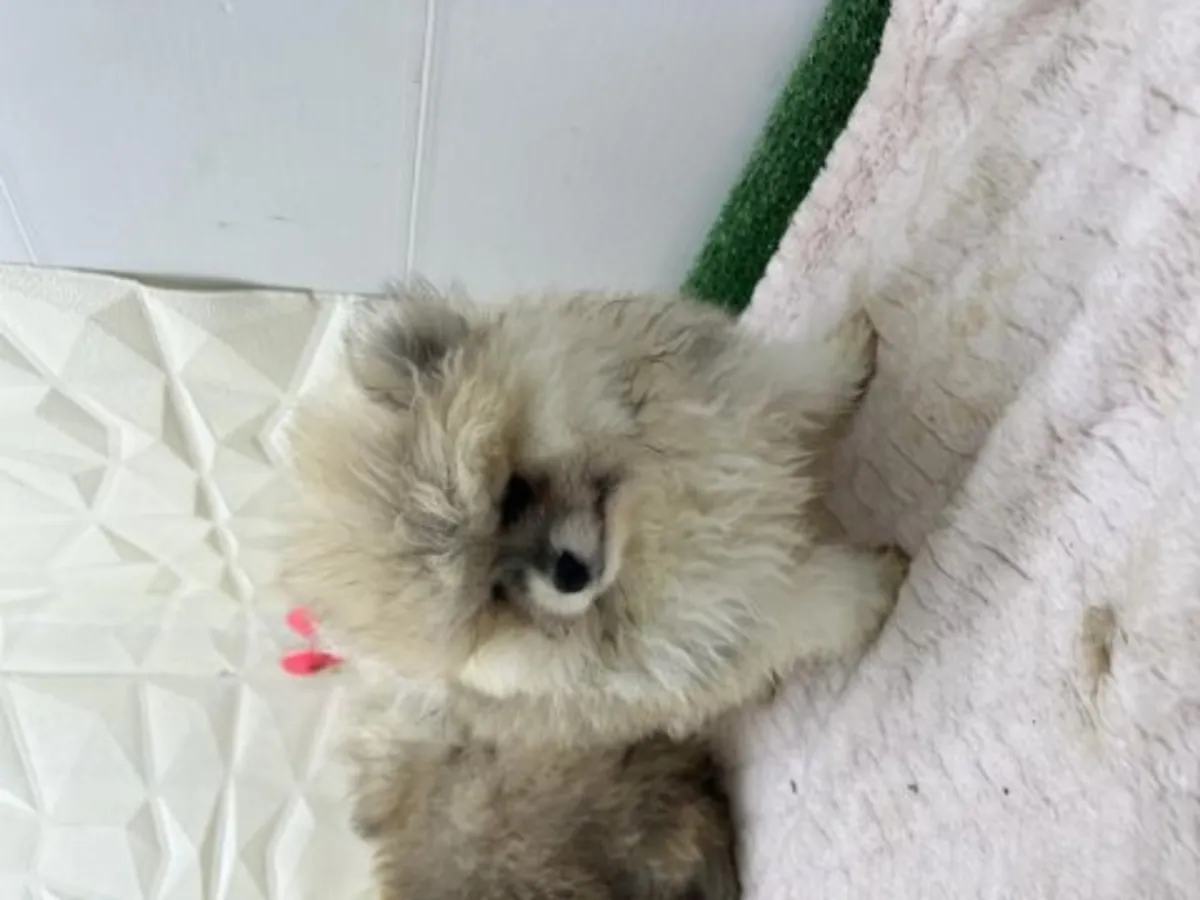 Aile ortamında büyütülmüş genç erkek Pomeranya köpeği.