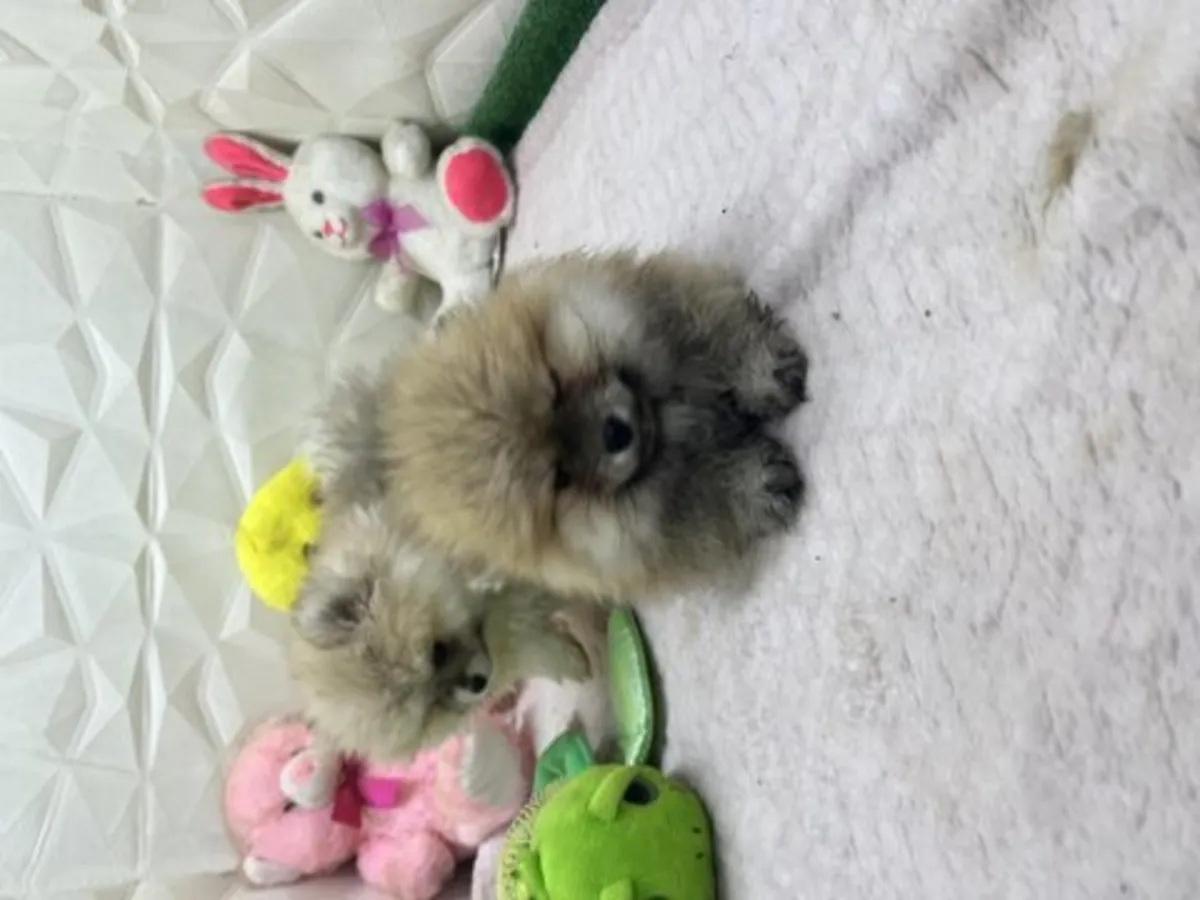 Aile ortamında büyütülmüş genç erkek Pomeranya köpeği.