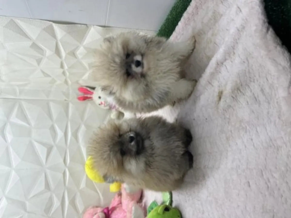 Aile ortamında büyütülmüş genç erkek Pomeranya köpeği.