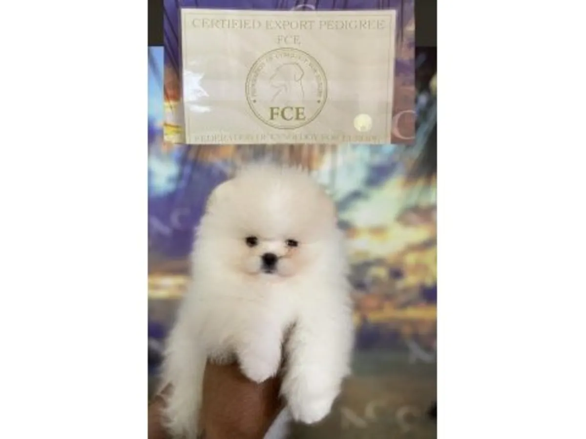 Sevimli dişi Pomeranya köpeği, insanlara karşı nazik ve sevecendir.