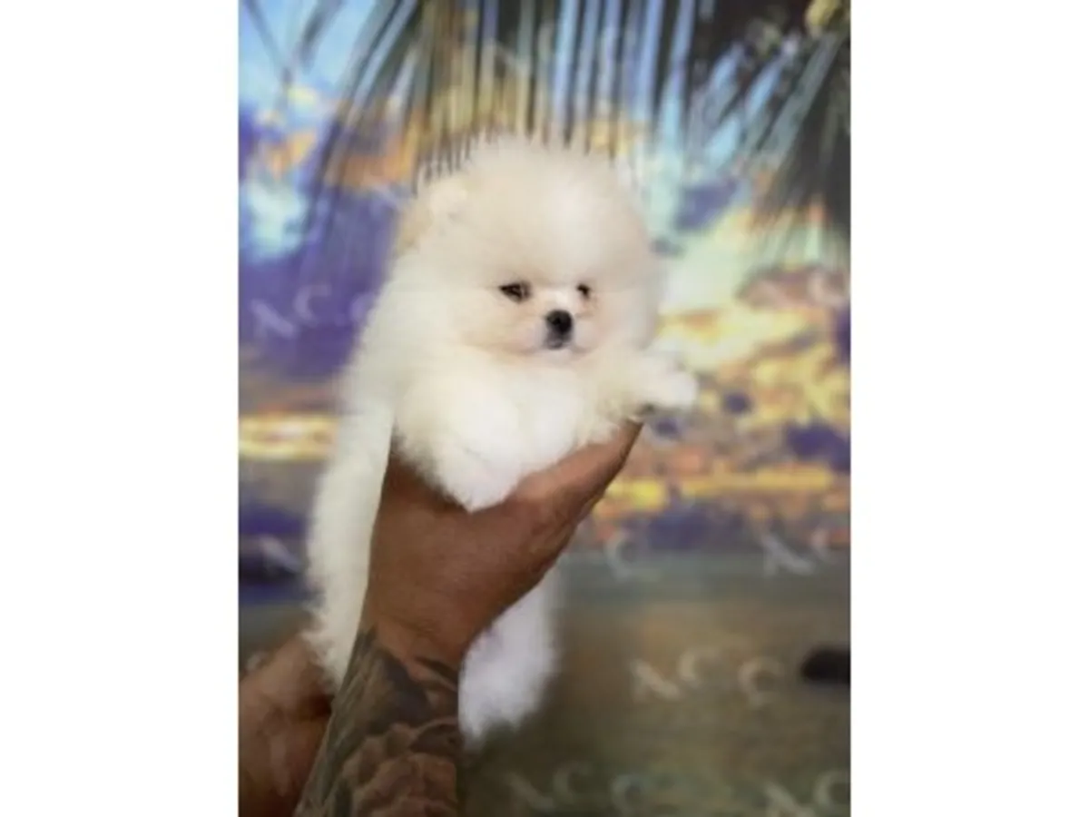 Sevimli dişi Pomeranya köpeği, insanlara karşı nazik ve sevecendir.