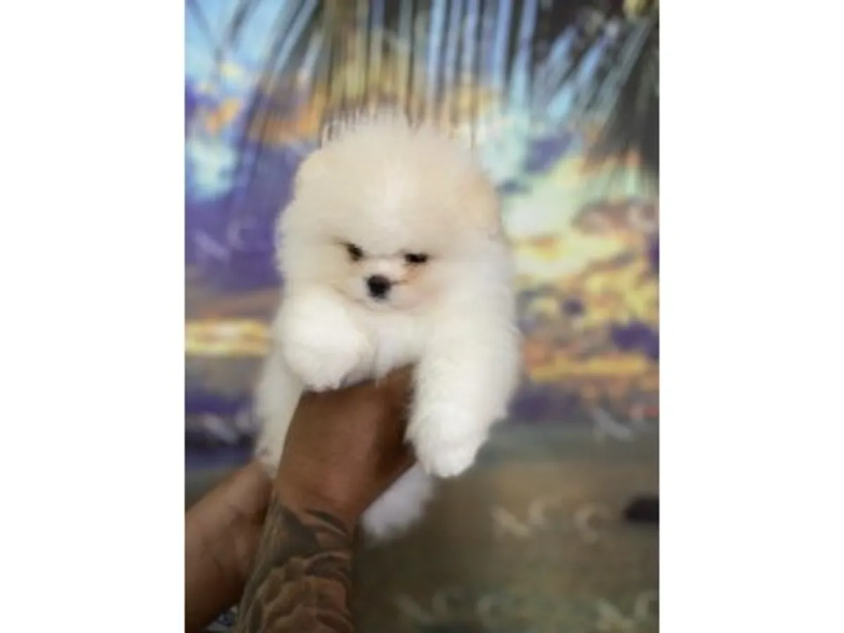 Sevimli dişi Pomeranya köpeği, insanlara karşı nazik ve sevecendir.