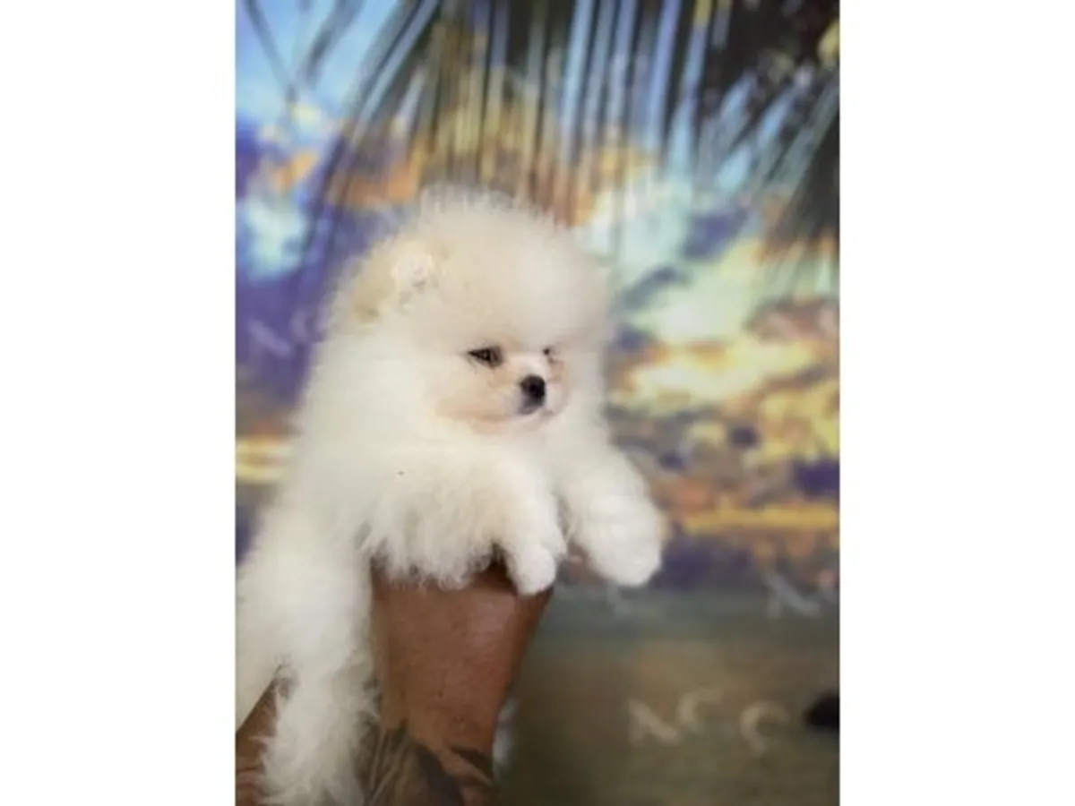 Sevimli dişi Pomeranya köpeği, insanlara karşı nazik ve sevecendir.