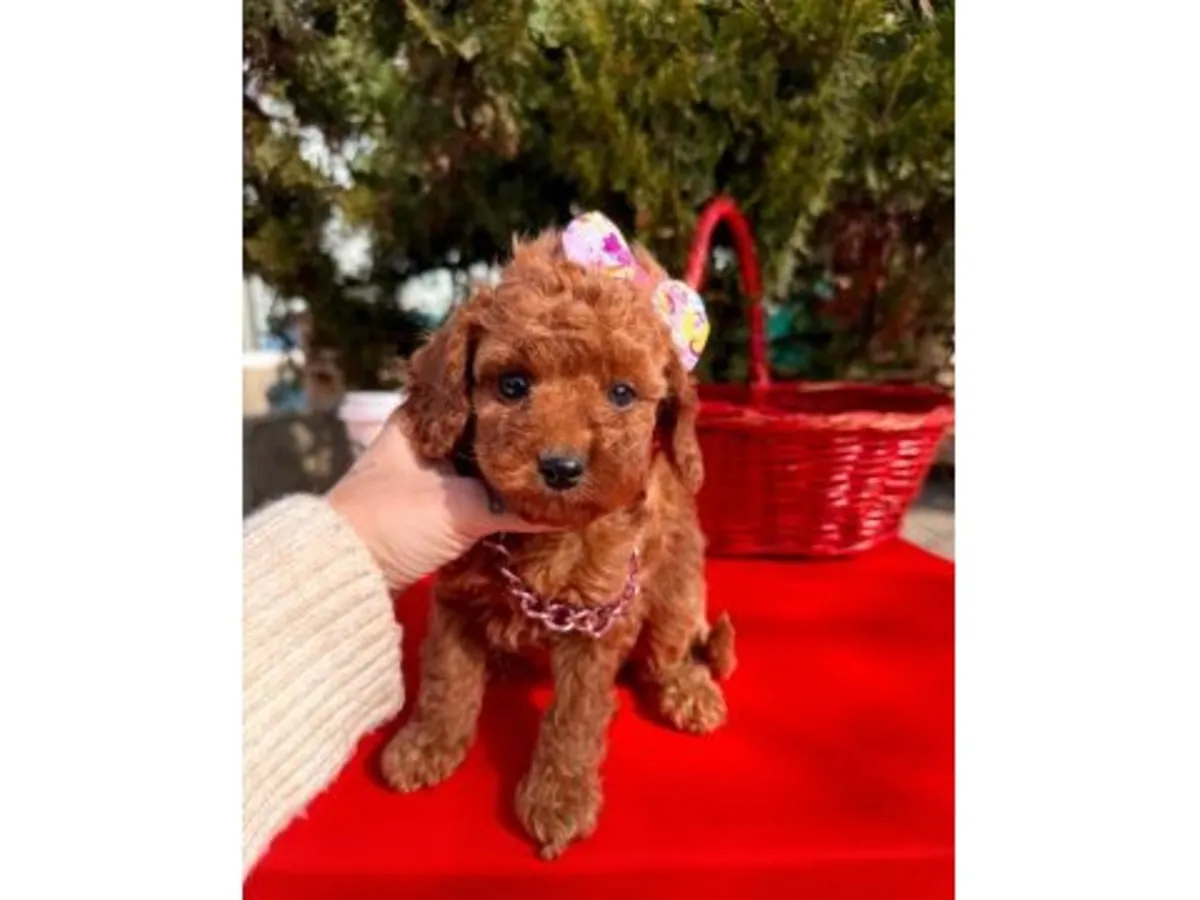 Oyuncak kaniş cinsi erkek, çok ilgili ve birlikte yaşaması kolay.