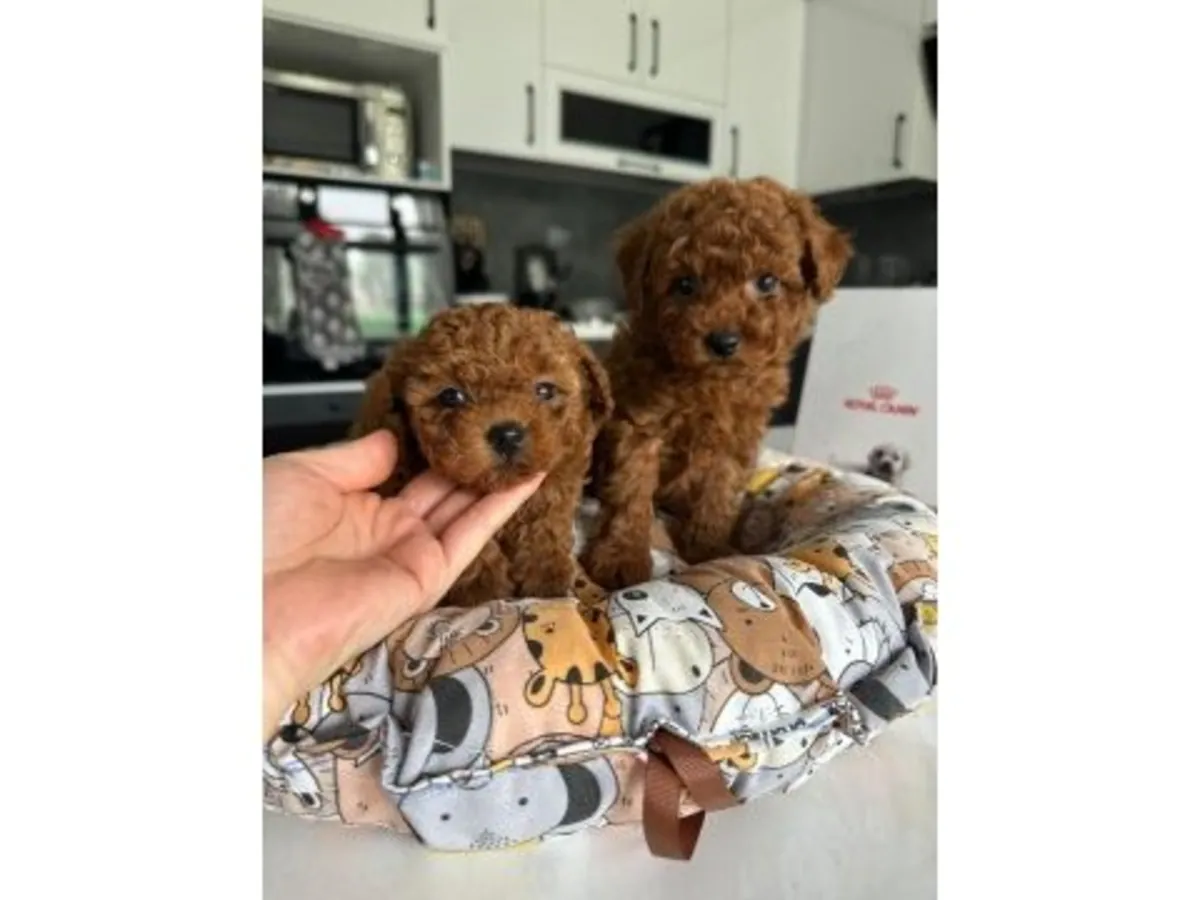 Sevgiyle büyütülmüş dişi Oyuncak Kaniş