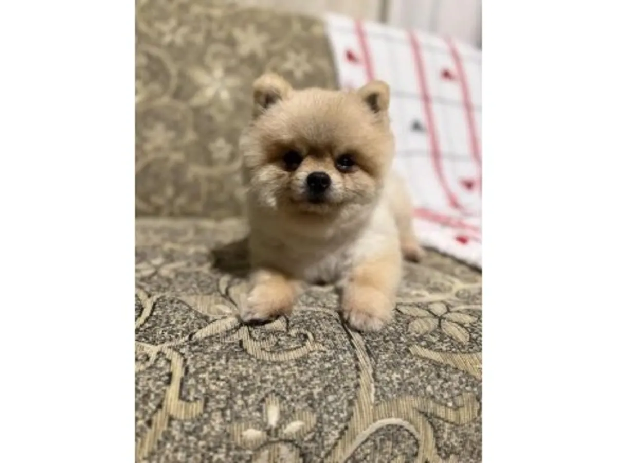 Aile sevgisiyle büyütülmüş erkek Pomeranya yavrusu.