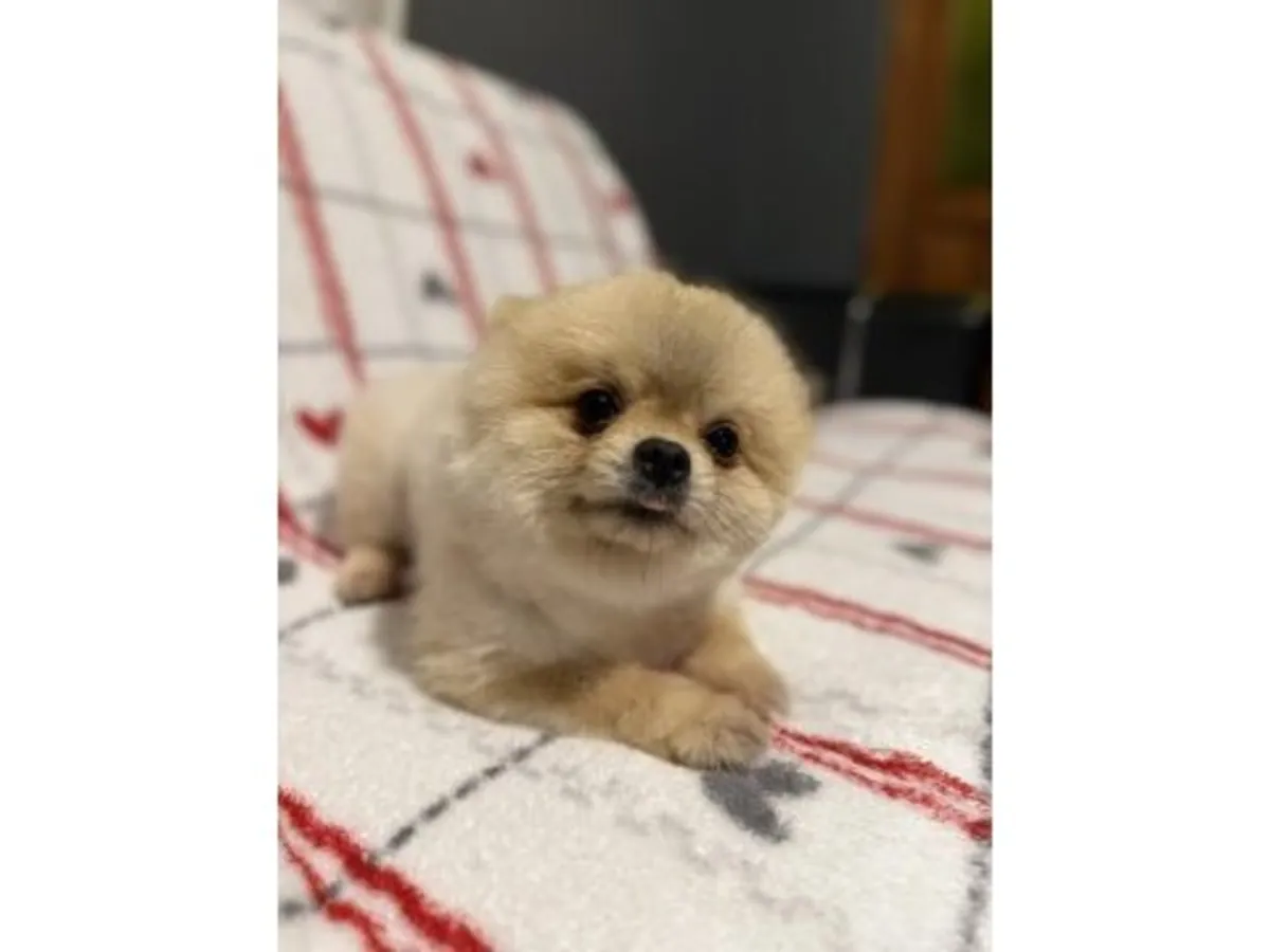 Aile sevgisiyle büyütülmüş erkek Pomeranya yavrusu.