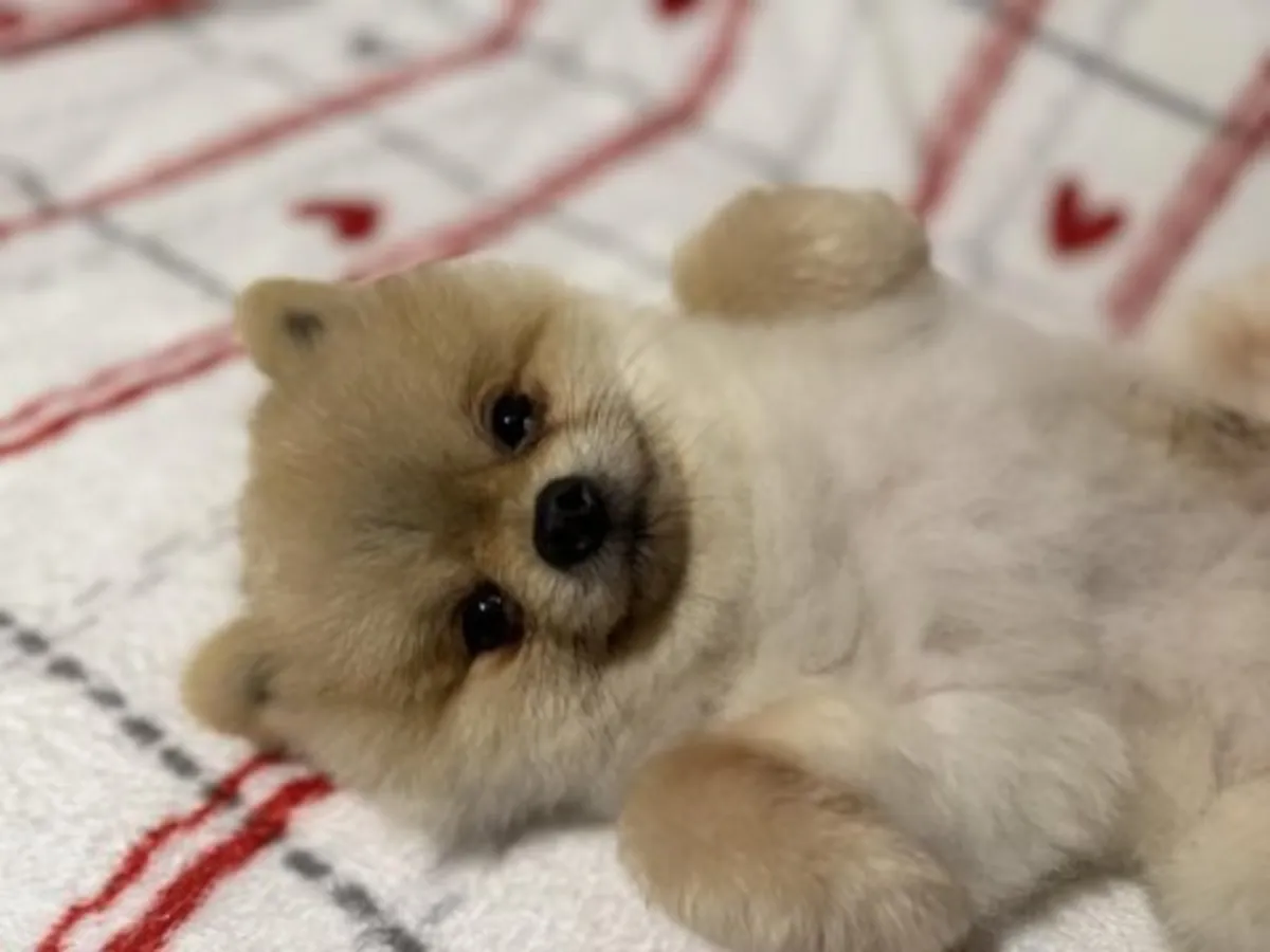Aile sevgisiyle büyütülmüş erkek Pomeranya yavrusu.
