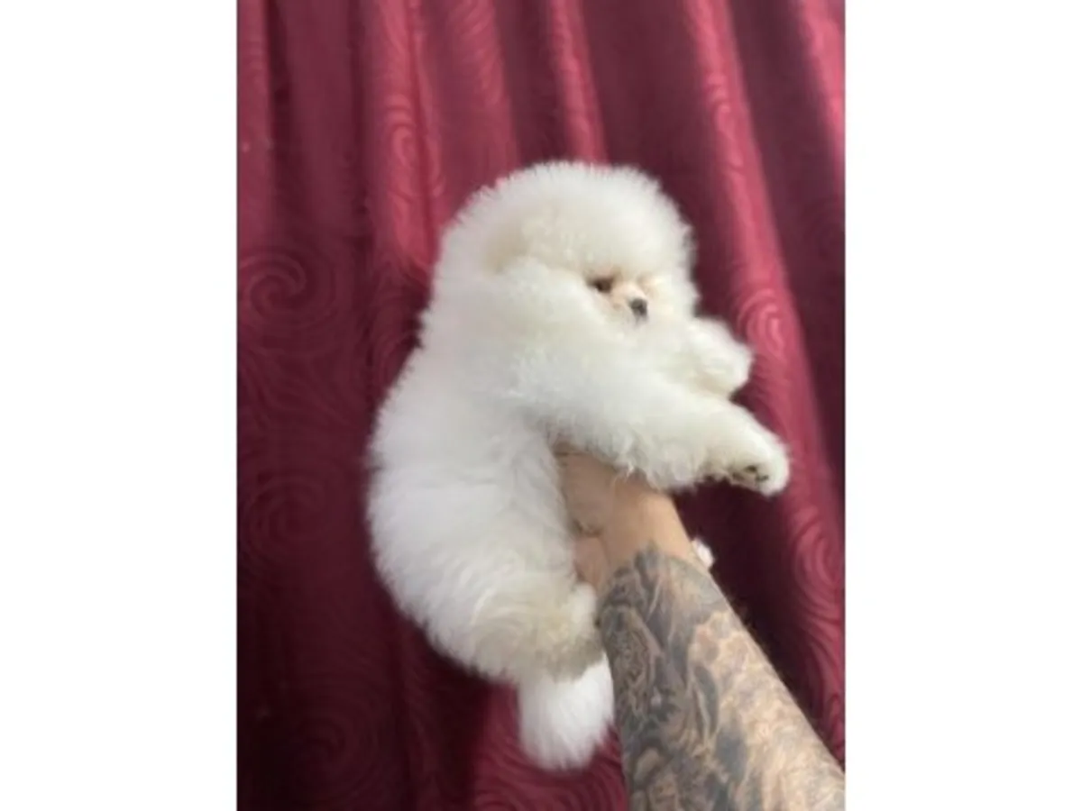 Dişi Pomeranya köpeği, sakin ve insanlara çok düşkün.