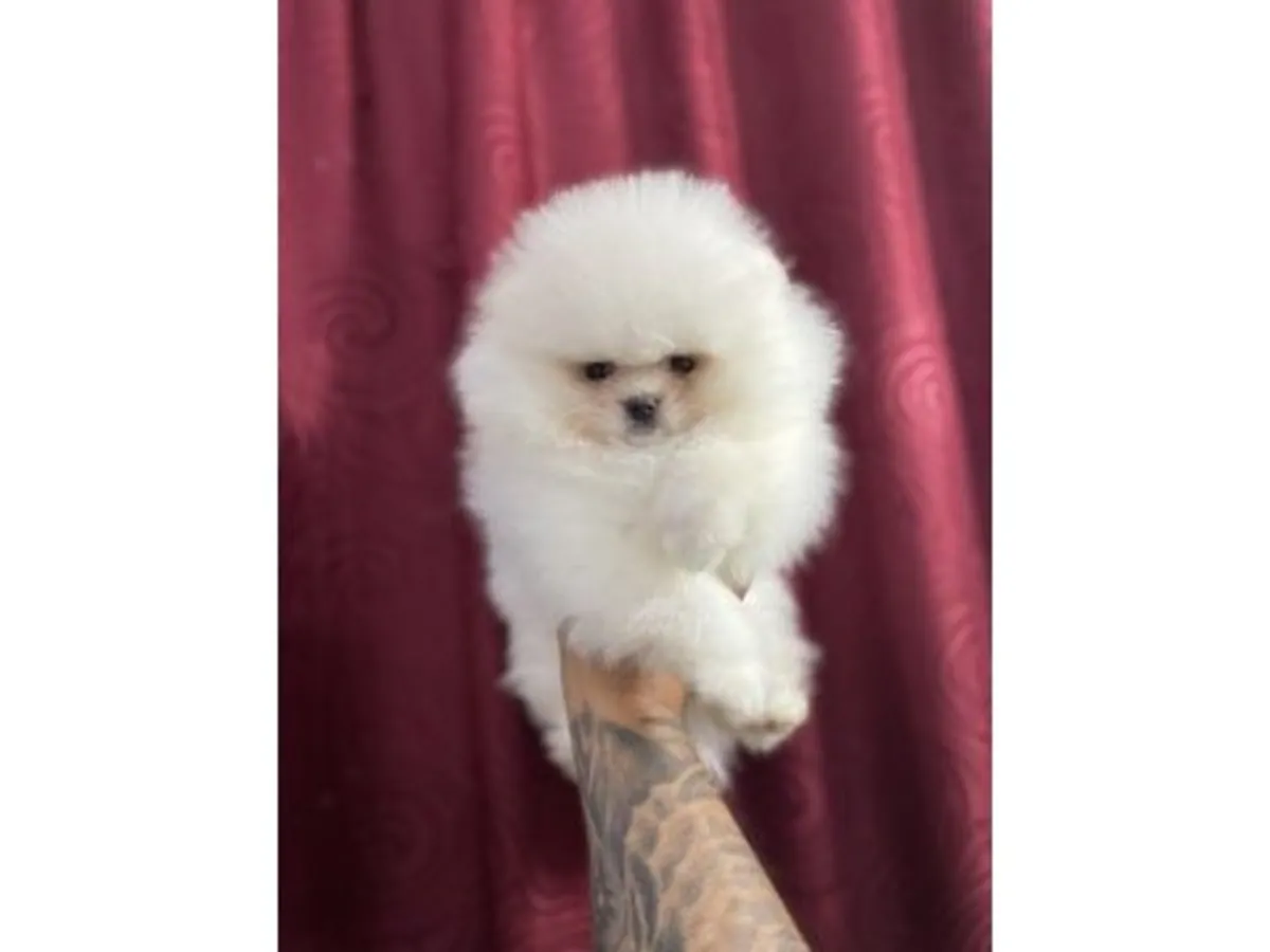 Dişi Pomeranya köpeği, sakin ve insanlara çok düşkün.