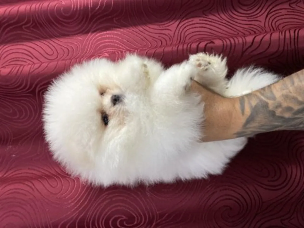 Dişi Pomeranya köpeği, sakin ve insanlara çok düşkün.