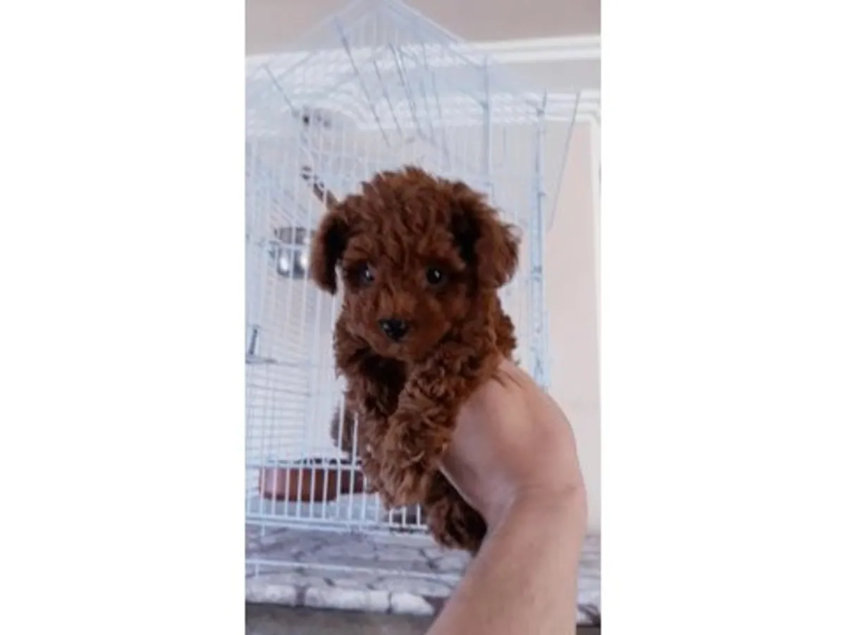 Çok dikkatli ve dengeli erkek Oyuncak Kaniş yavrusu