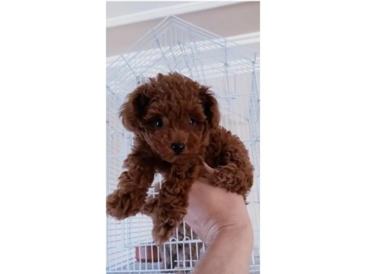 Çok dikkatli ve dengeli erkek Oyuncak Kaniş yavrusu