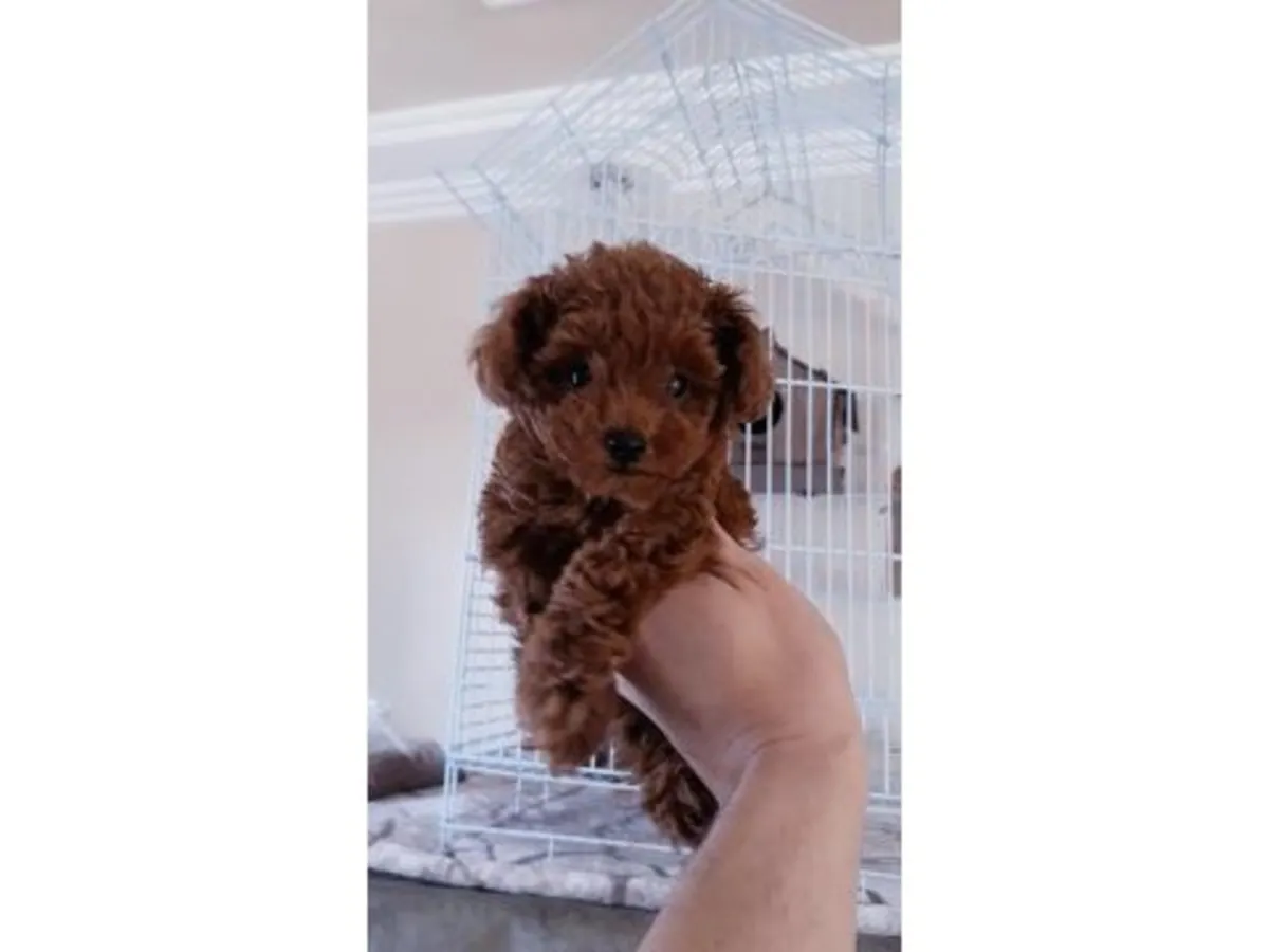 Çok dikkatli ve dengeli erkek Oyuncak Kaniş yavrusu