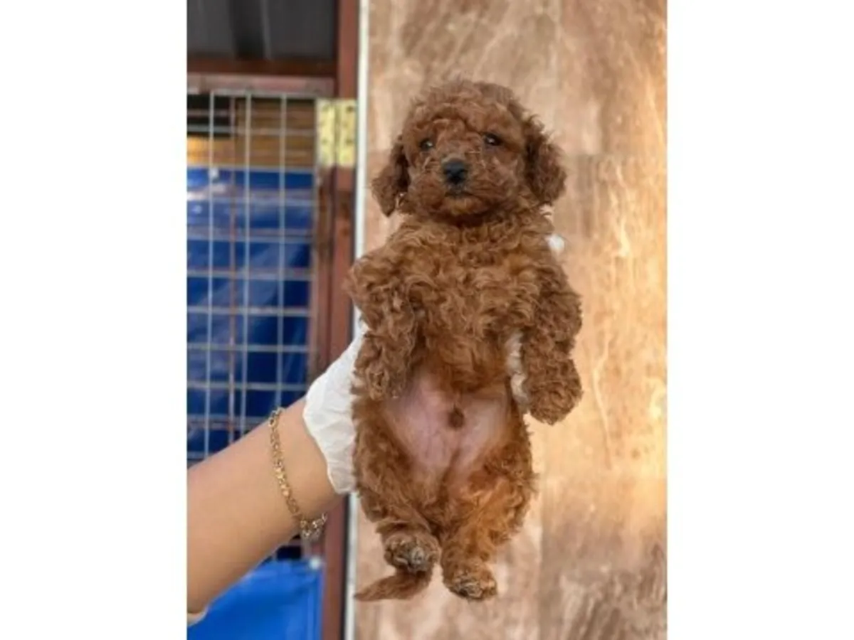 Büyük bir özenle büyütülmüş zarif dişi Oyuncak Kaniş