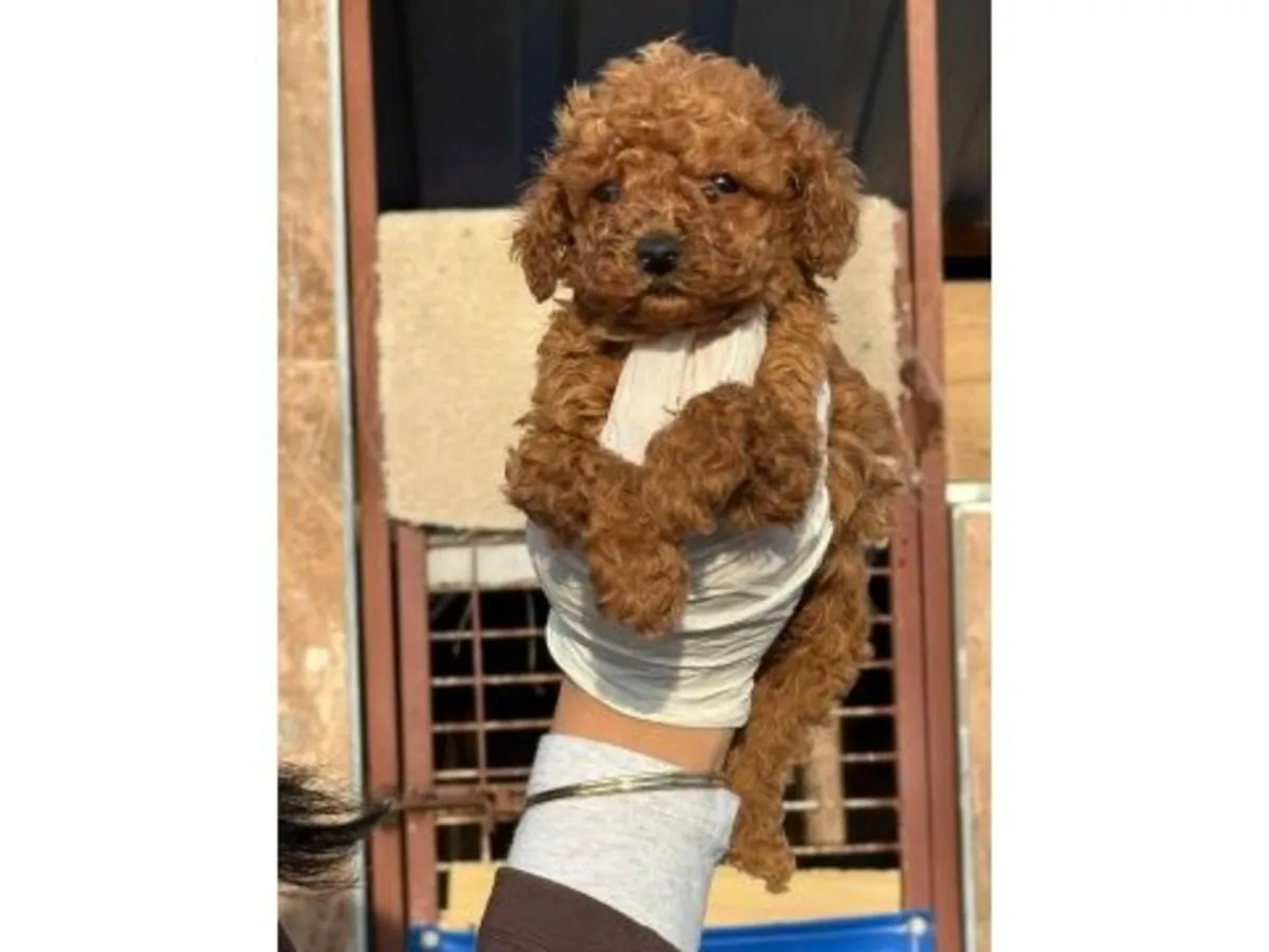 Büyük bir özenle büyütülmüş zarif dişi Oyuncak Kaniş