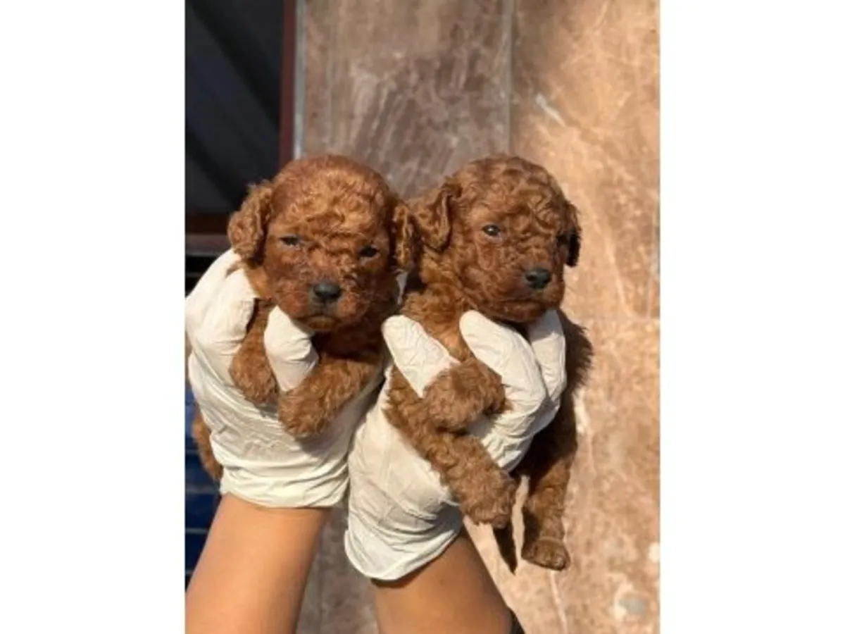 Büyük bir özenle büyütülmüş zarif dişi Oyuncak Kaniş