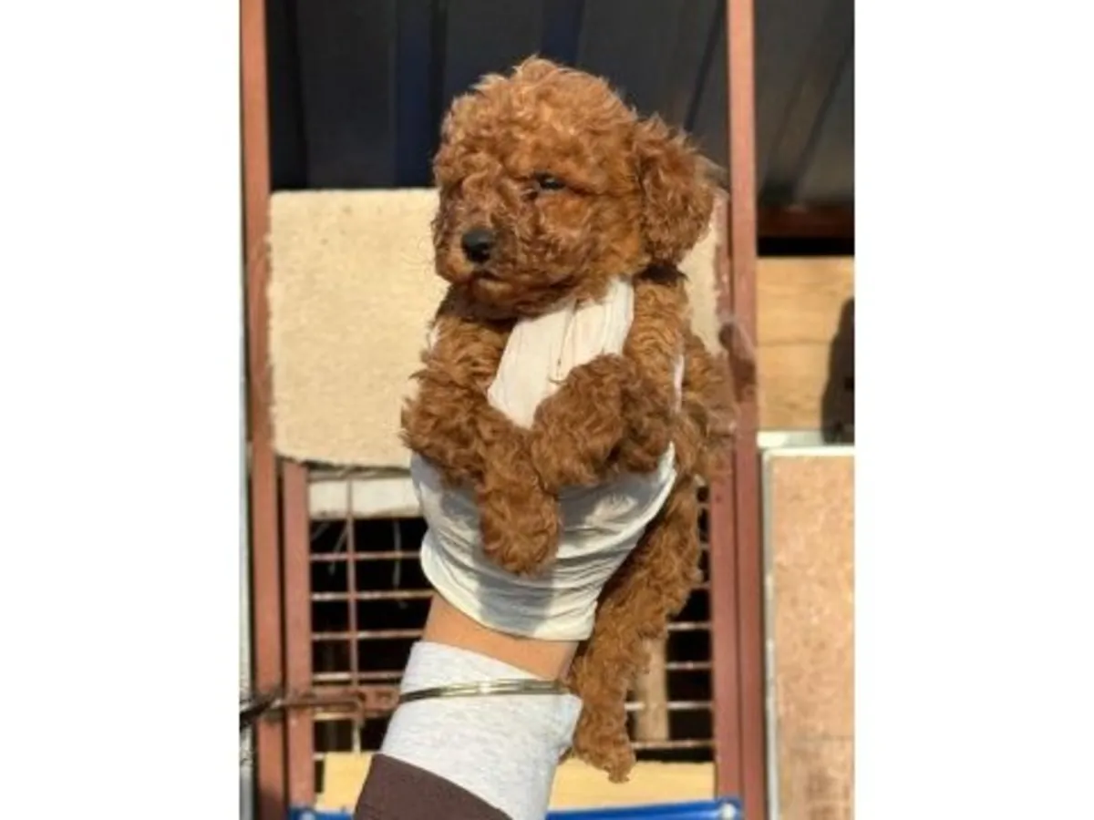 Büyük bir özenle büyütülmüş zarif dişi Oyuncak Kaniş