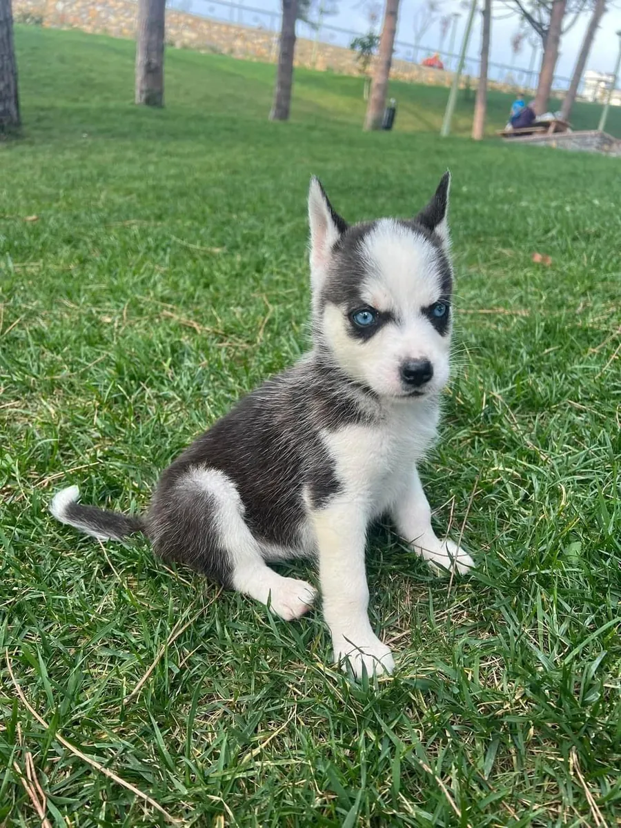 Ücretsiz erkek ve dişi Husky yavruları