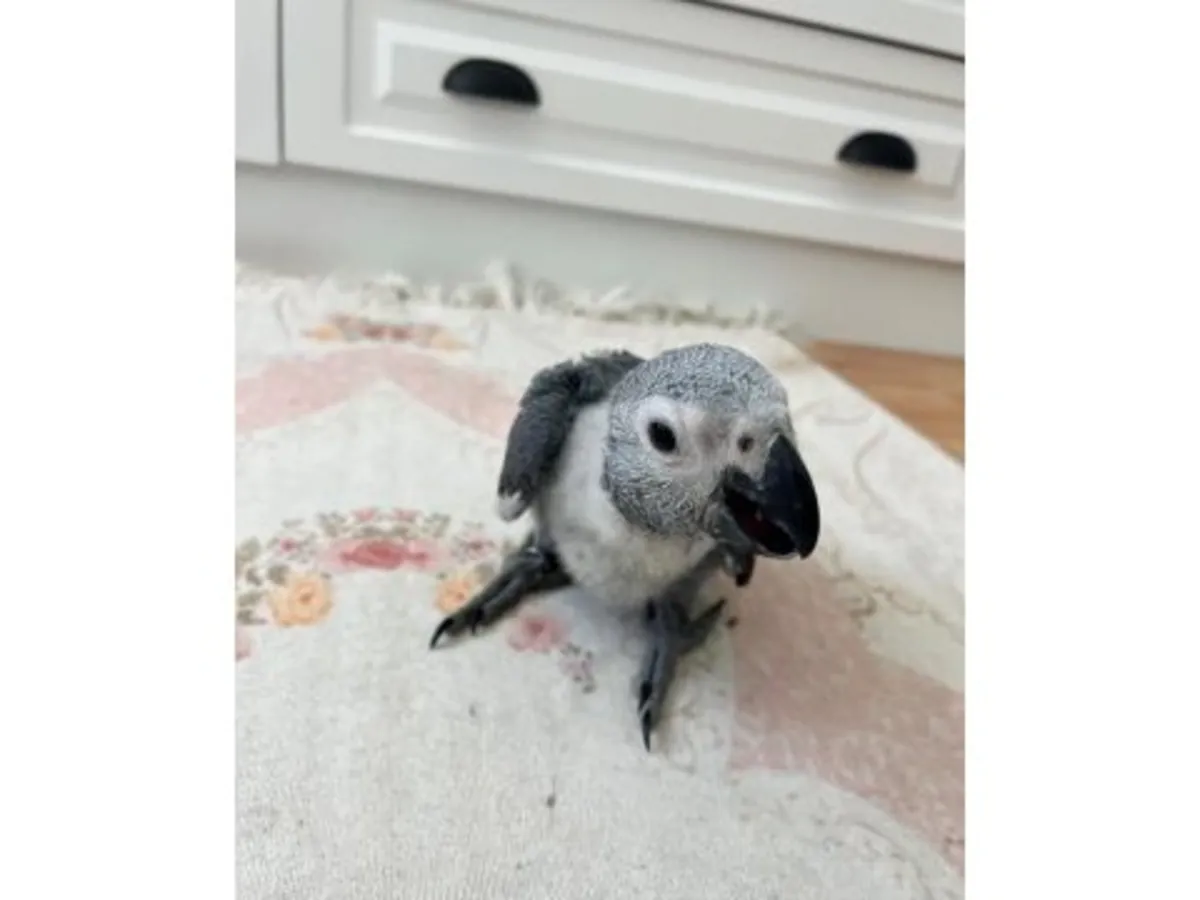 Ev ortamına alışık konuşkan Afrika papağanı sahiplendirme