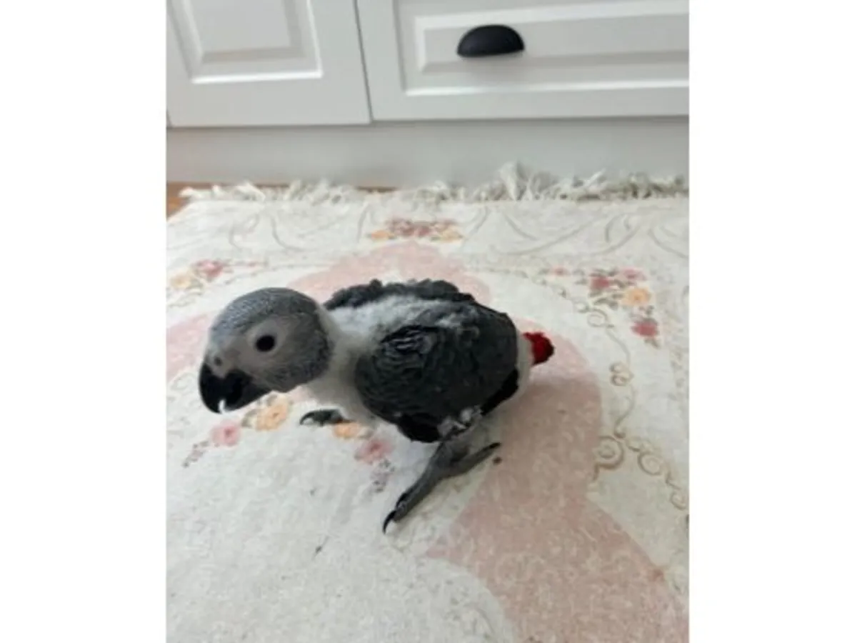 Ev ortamına alışık konuşkan Afrika papağanı sahiplendirme