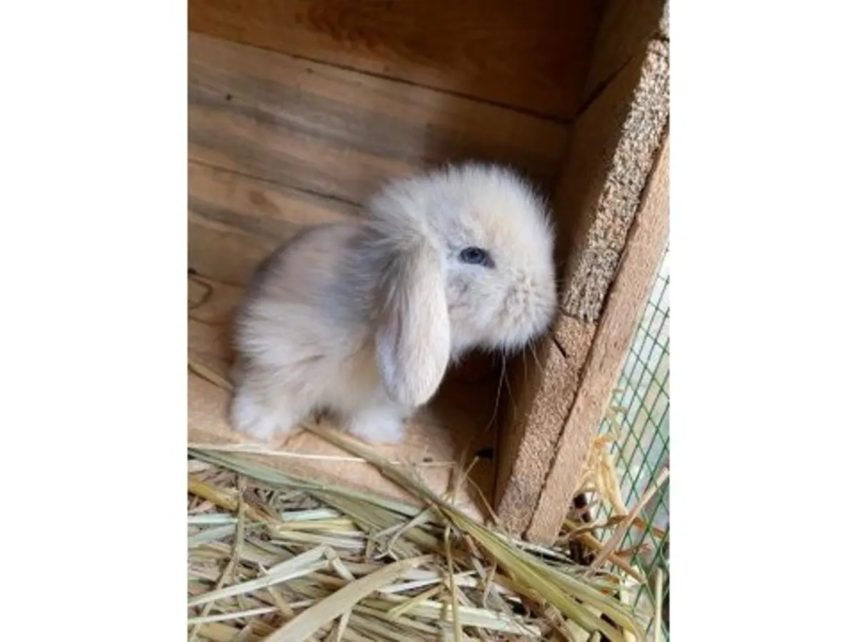 Uysal karakterli Mini Lop tavşan sahiplendirme