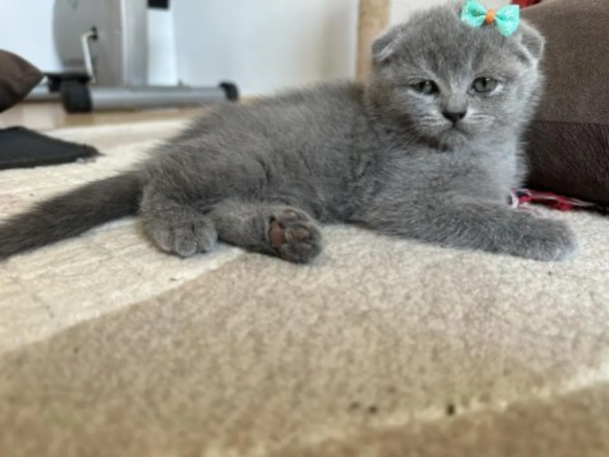 Evde büyümüş sakin karakterli British Shorthair