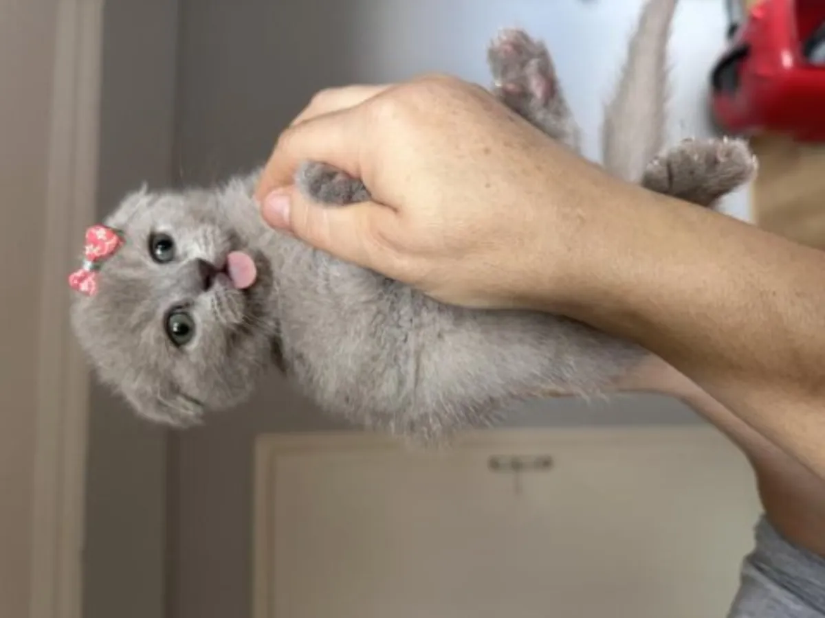 Evde büyümüş sakin karakterli British Shorthair