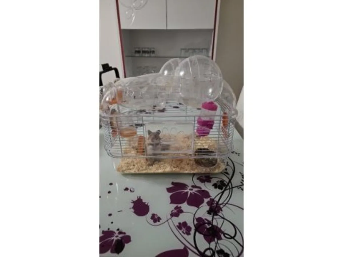 Sağlıklı erkek Romanian hamster çiftleştirme