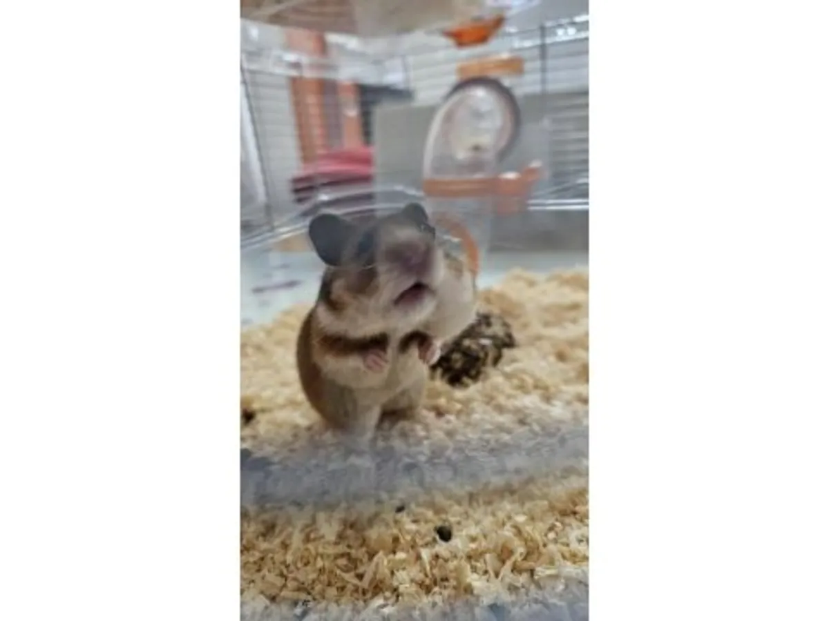Sağlıklı erkek Romanian hamster çiftleştirme