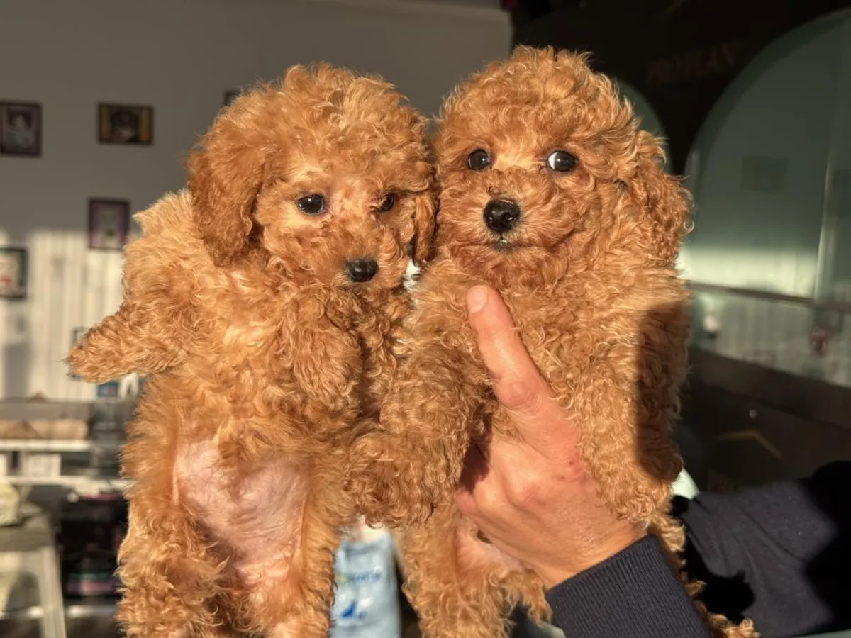 Male and female poodle puppies are given as gifts.