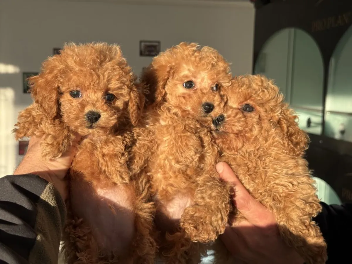 Male and female poodle puppies are given as gifts.